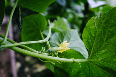 Flowers, tendrils and fruits of cucumbers, growing in a greenhouse
