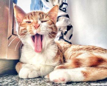 Close-up portrait of cat yawning at home