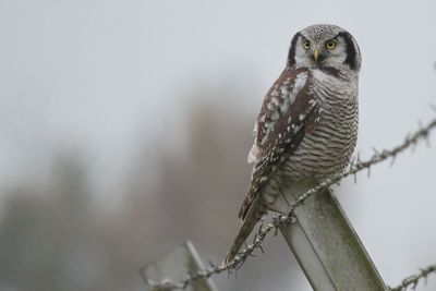 Close-up of owl perching on fence