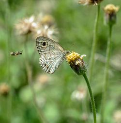 Close-up of butterfly pollinating on flower