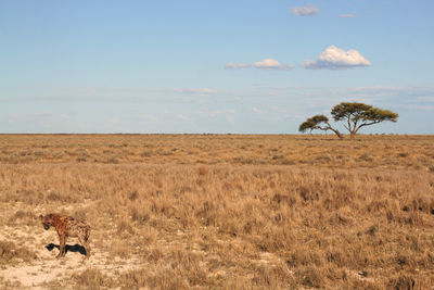 Hyena on field against sky