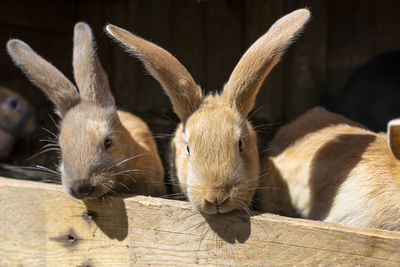 Several red-haired breeding rabbits standing in a wooden cage.