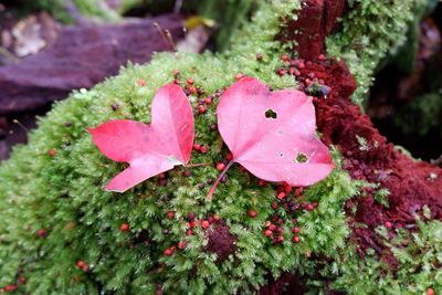 Close-up of pink flowering plant