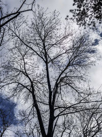 Low angle view of bare tree against sky