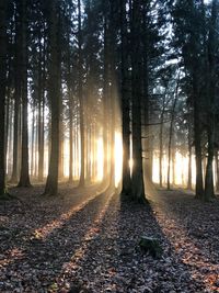 Trees in forest during autumn