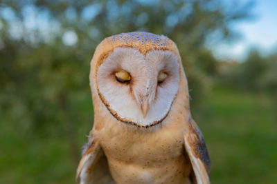 Close-up of a owl