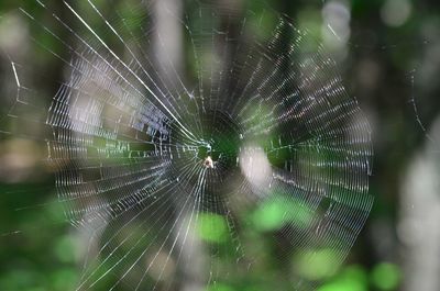 Close-up of spider web