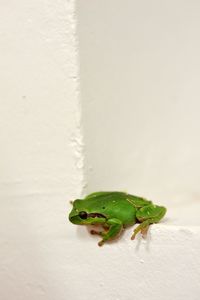 Close-up of green frog on wall