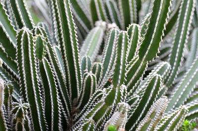 High angle view of cactus plant