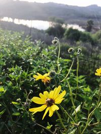 Close-up of yellow flowering plant on field