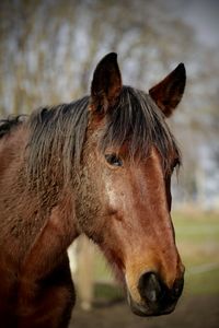 Close-up of a horse