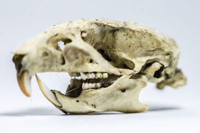 Close-up of human skull against white background