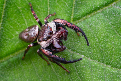 Close-up of insect on leaf