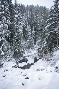 Pine trees on snow covered land