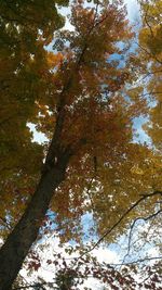 Low angle view of trees