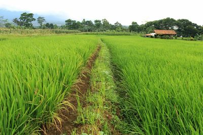 Scenic view of rice field against sky