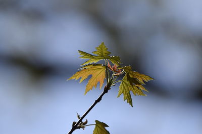 Close-up of maple leaves on tree during autumn