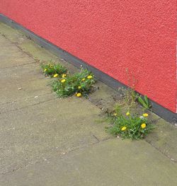 Close-up of plants