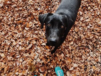 Black dog standing on dry leaves