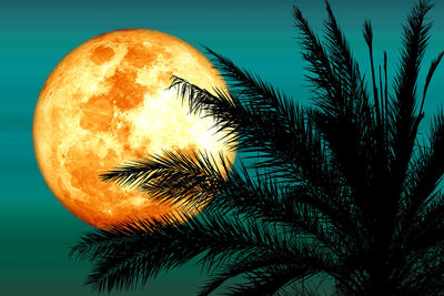 Low angle view of palm tree against orange sky