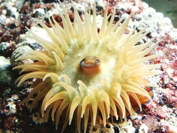 Close-up of coral in sea