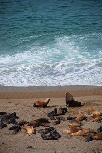 View of crab on beach