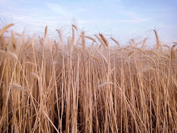 Close-up of stalks in field against sky