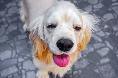 Close-up portrait of dog