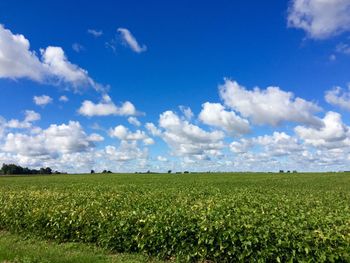 Crops growing on farm against blue sky