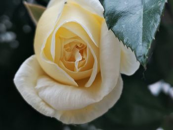 Close-up of rose against blurred background