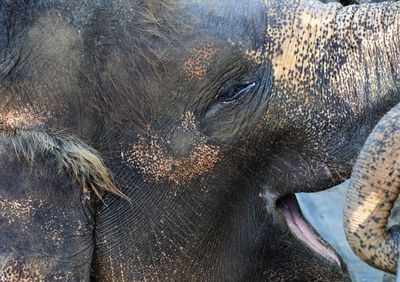 Close-up portrait of elephant