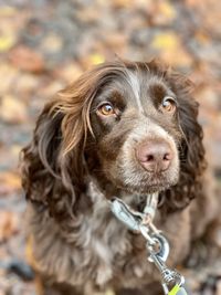 Close-up of dog