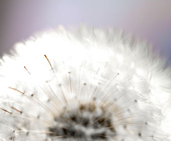 Close-up of flowers