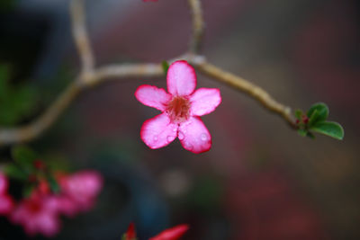 Close-up of pink flowers blooming outdoors