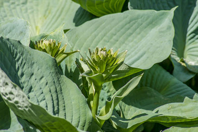 Close-up of green leaves on plant