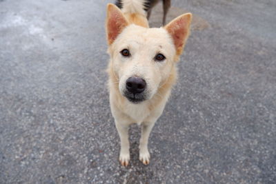 Portrait of dog standing on road in city