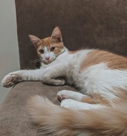 Portrait of cat resting