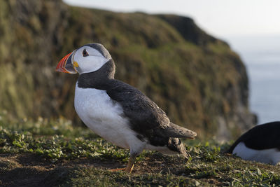 Close-up of puffins perching on field