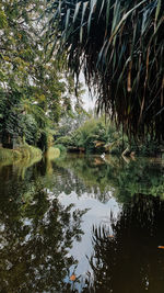 Scenic view of lake in forest