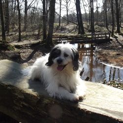 Dog in forest