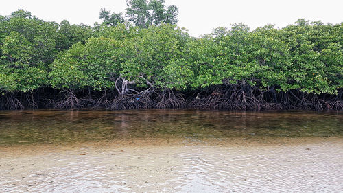 Scenic view of lake against trees in forest