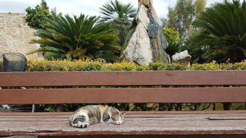 Cat sleeping on a bench outdoors