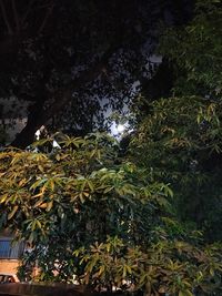 High angle view of trees growing in forest