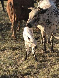 Cow and calf in a field