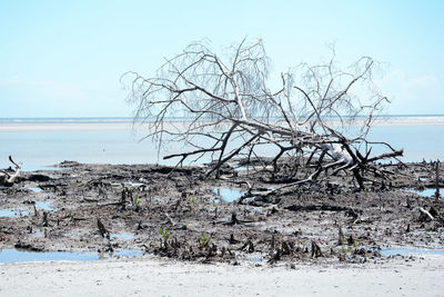 Dead tree at beach against sky