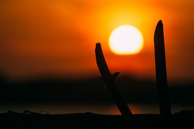 Close-up of silhouette plant against orange sky