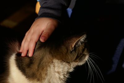 Cropped hand of child petting cat at home
