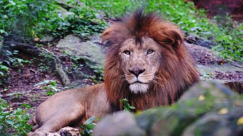 Portrait of a lion in the forest