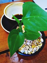 High angle view of leaves and potted plant on table