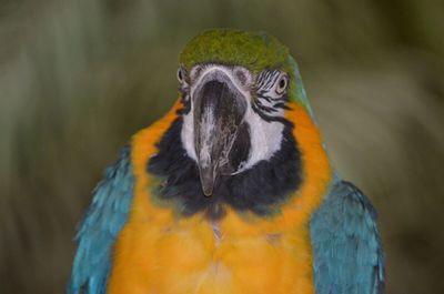 Close-up of parrot perching on branch